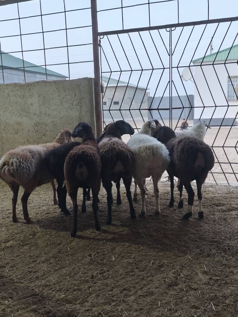 GÌSAR GOÝUNAR - Änew - img 2