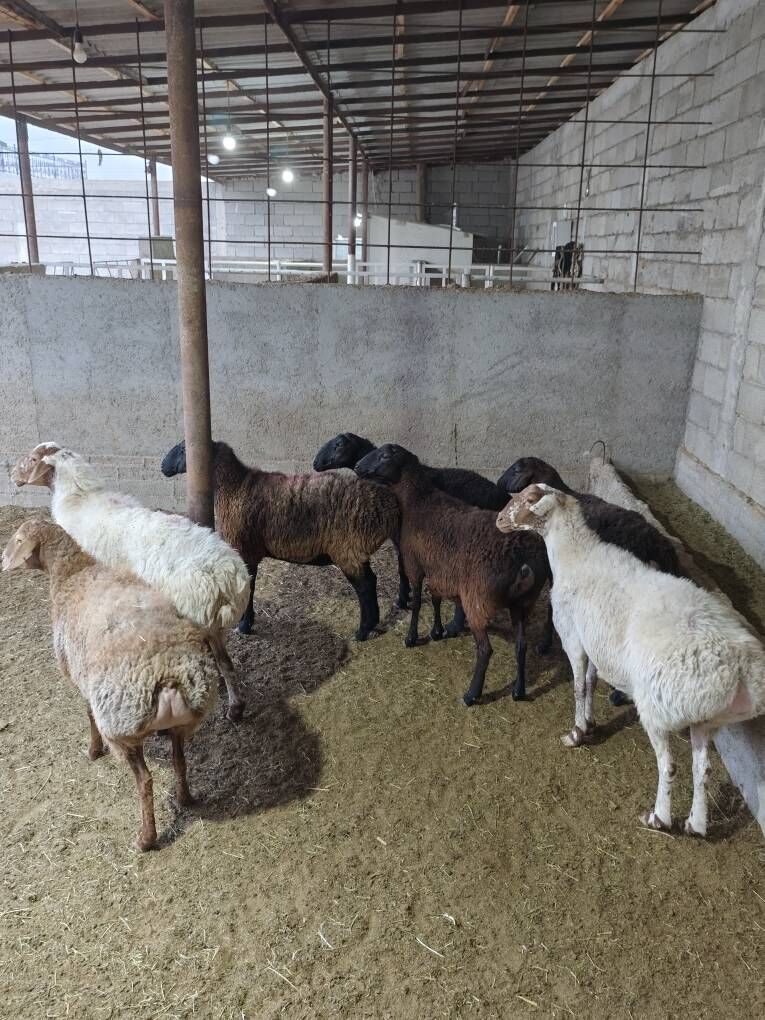 GÌSAR GOÝUNAR - Änew - img 3