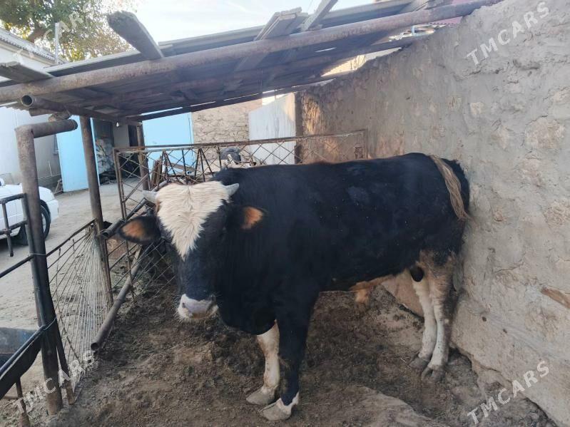 okuzler - Jebel - img 2