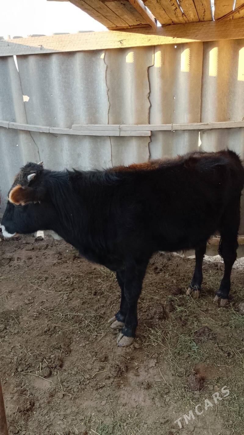 öküz - Эсенгулы - img 3