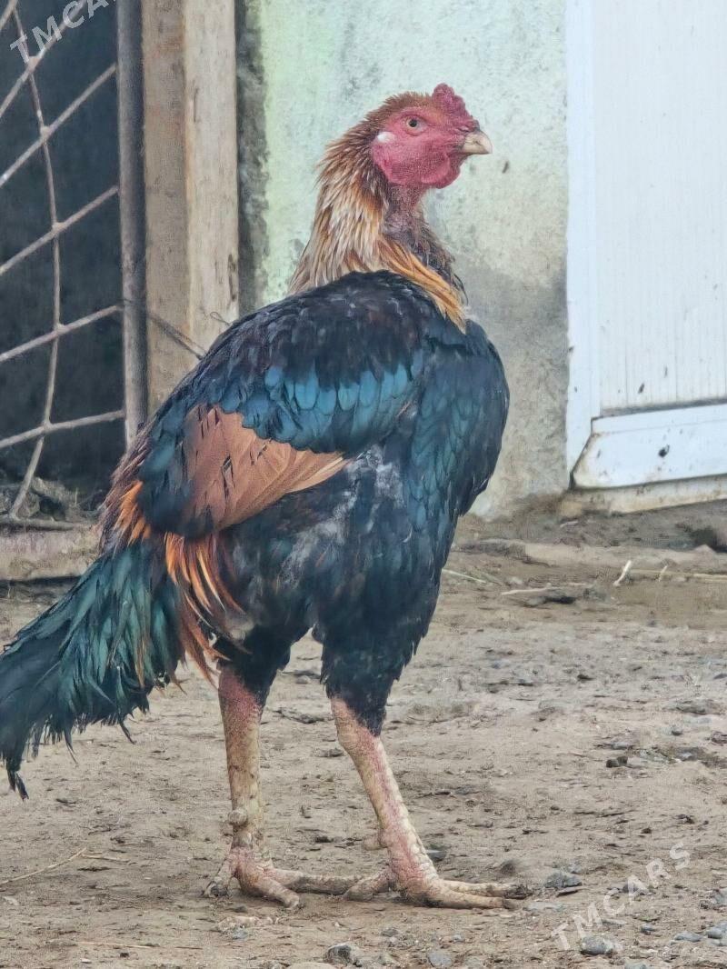 taşkent horas - Çoganly - img 2