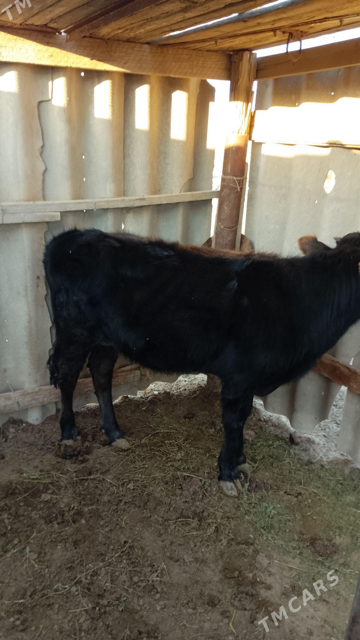 öküz - Эсенгулы - img 2