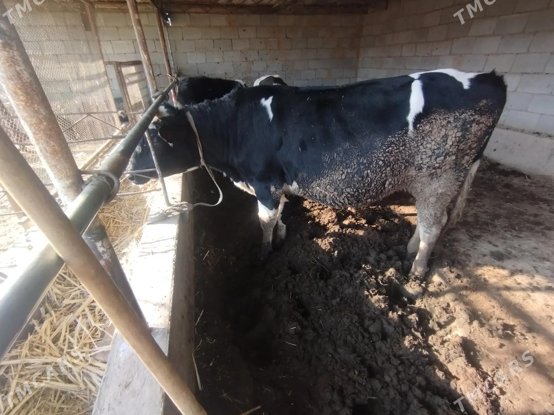 Симентал окуз - Türkmenabat - img 4