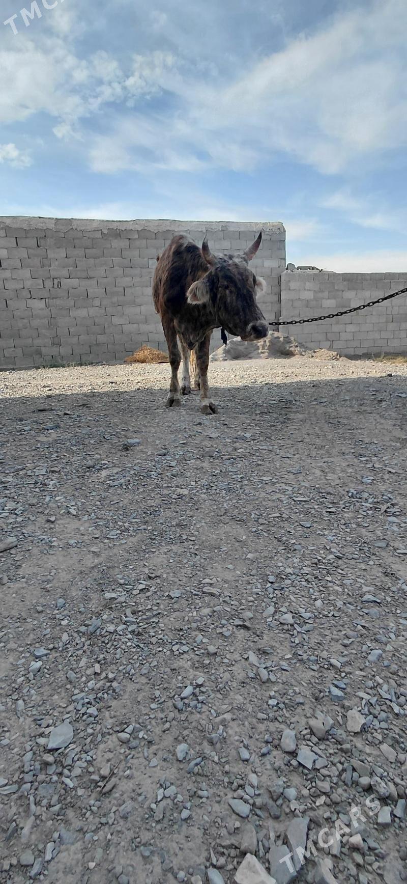 Gysyr dalgyr sygyr - Bäherden - img 4