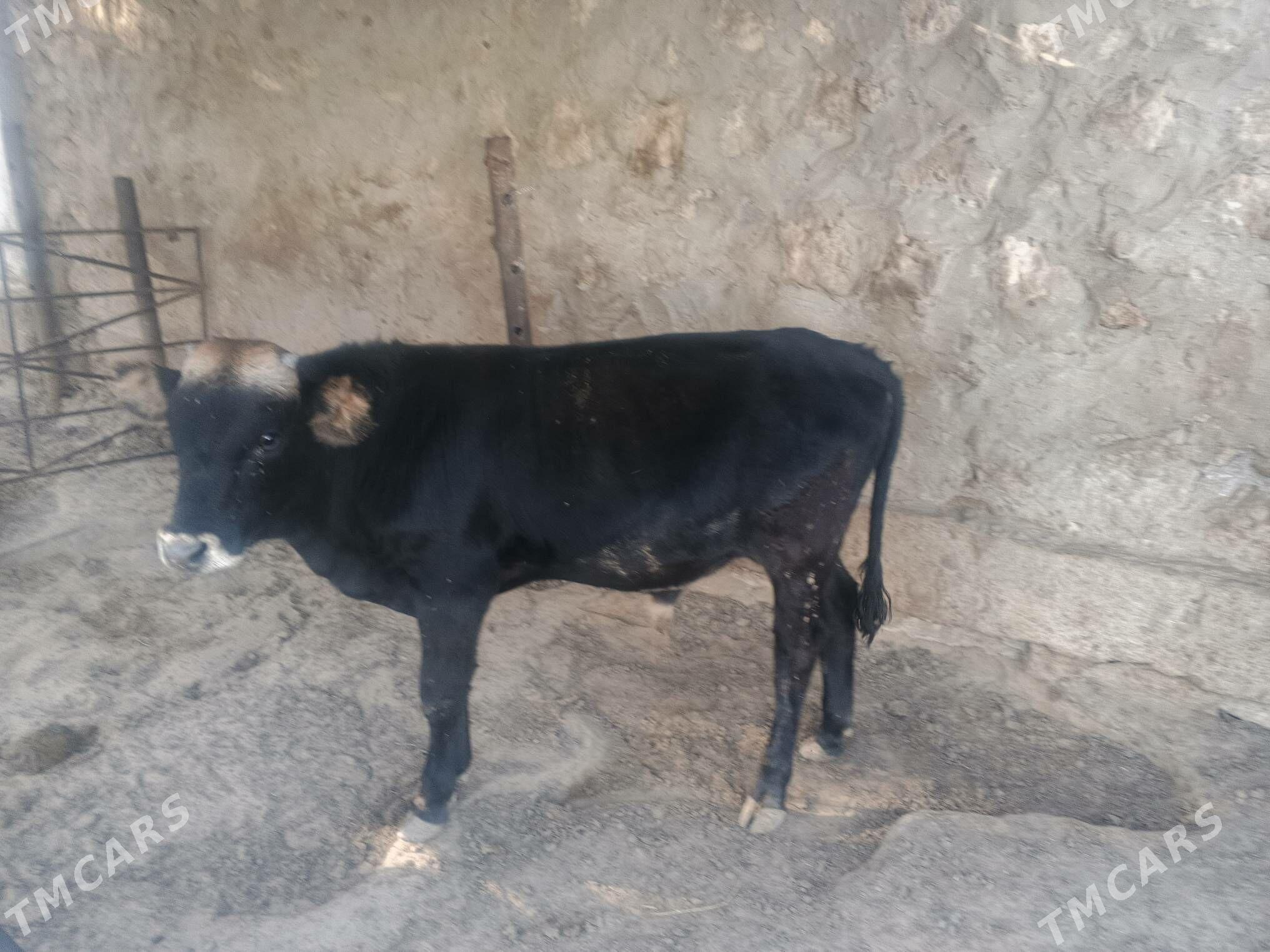 okuzler - Jebel - img 6