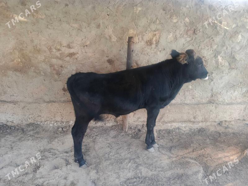 okuzler - Jebel - img 4