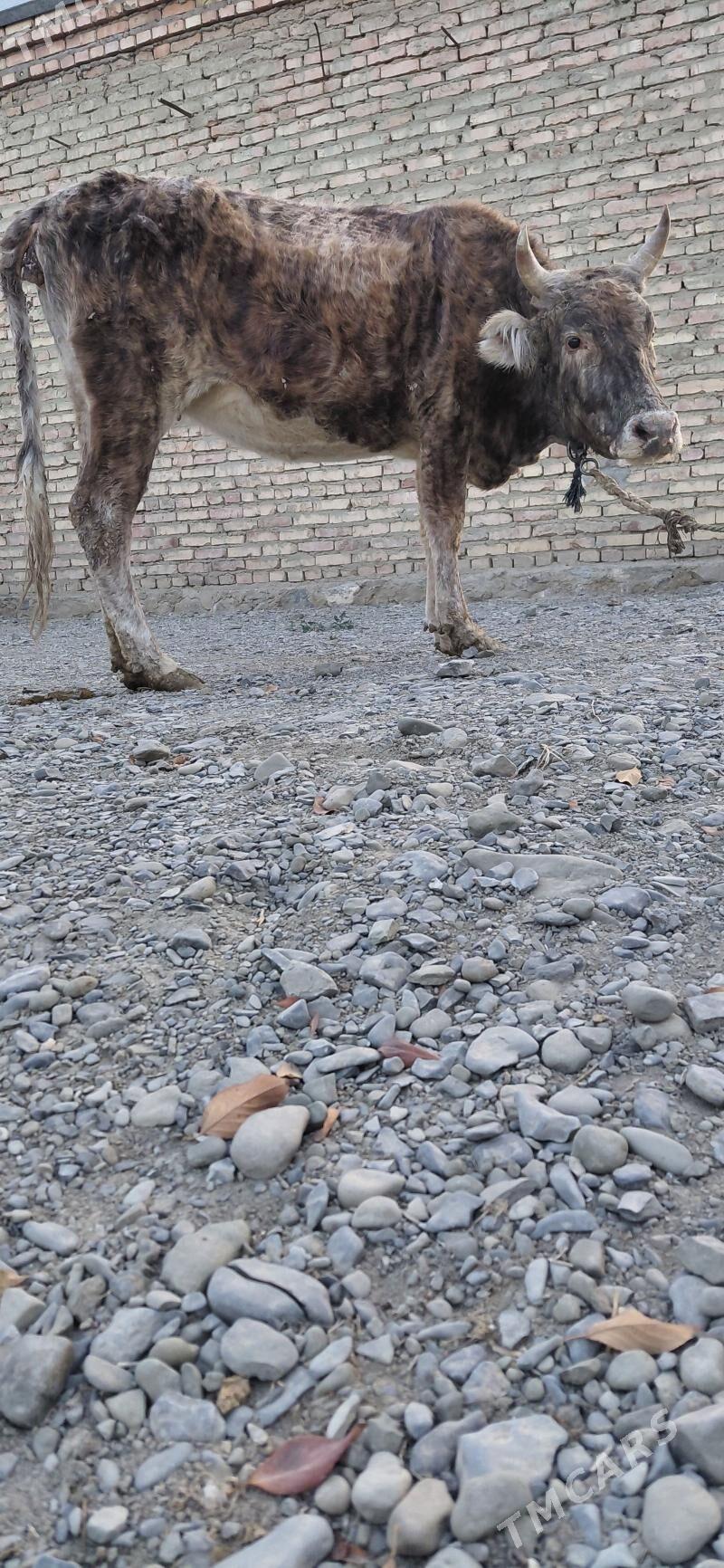 Gysyr dalgyr sygyr - Bäherden - img 2