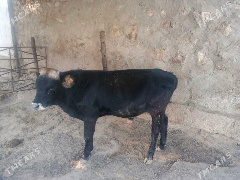 okuzler - Jebel - img 5