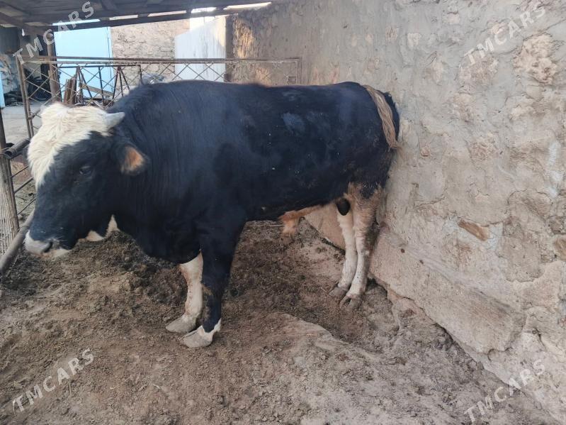 okuzler - Jebel - img 3