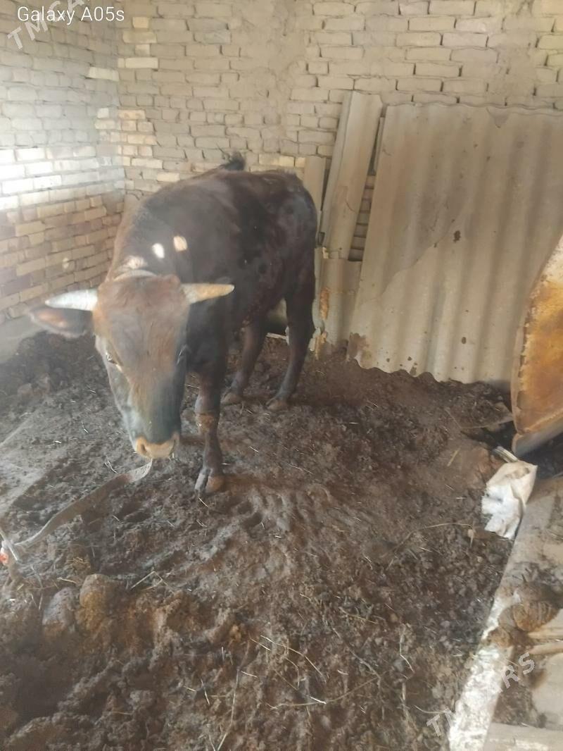 öküz - Мары - img 4