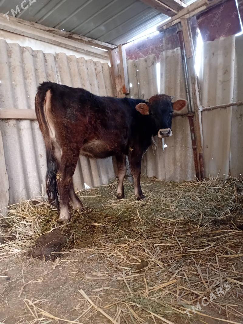 Tüwe - Гёкдепе - img 4