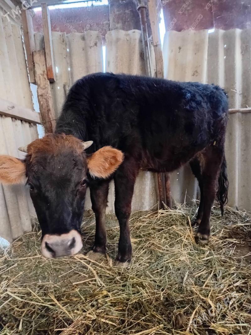 Tüwe - Гёкдепе - img 2