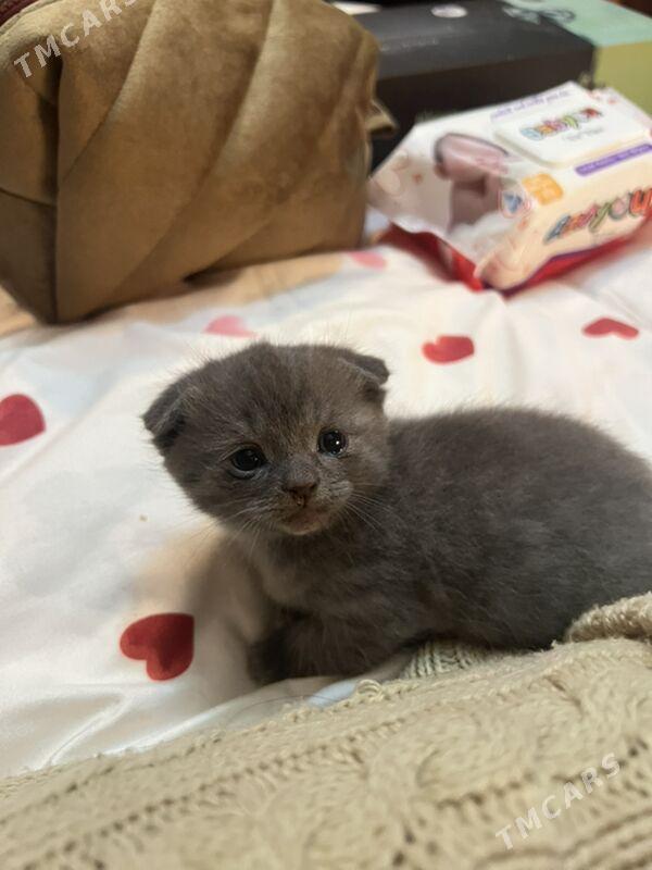 котёнок🥰вислоушка - Бекреве - img 3