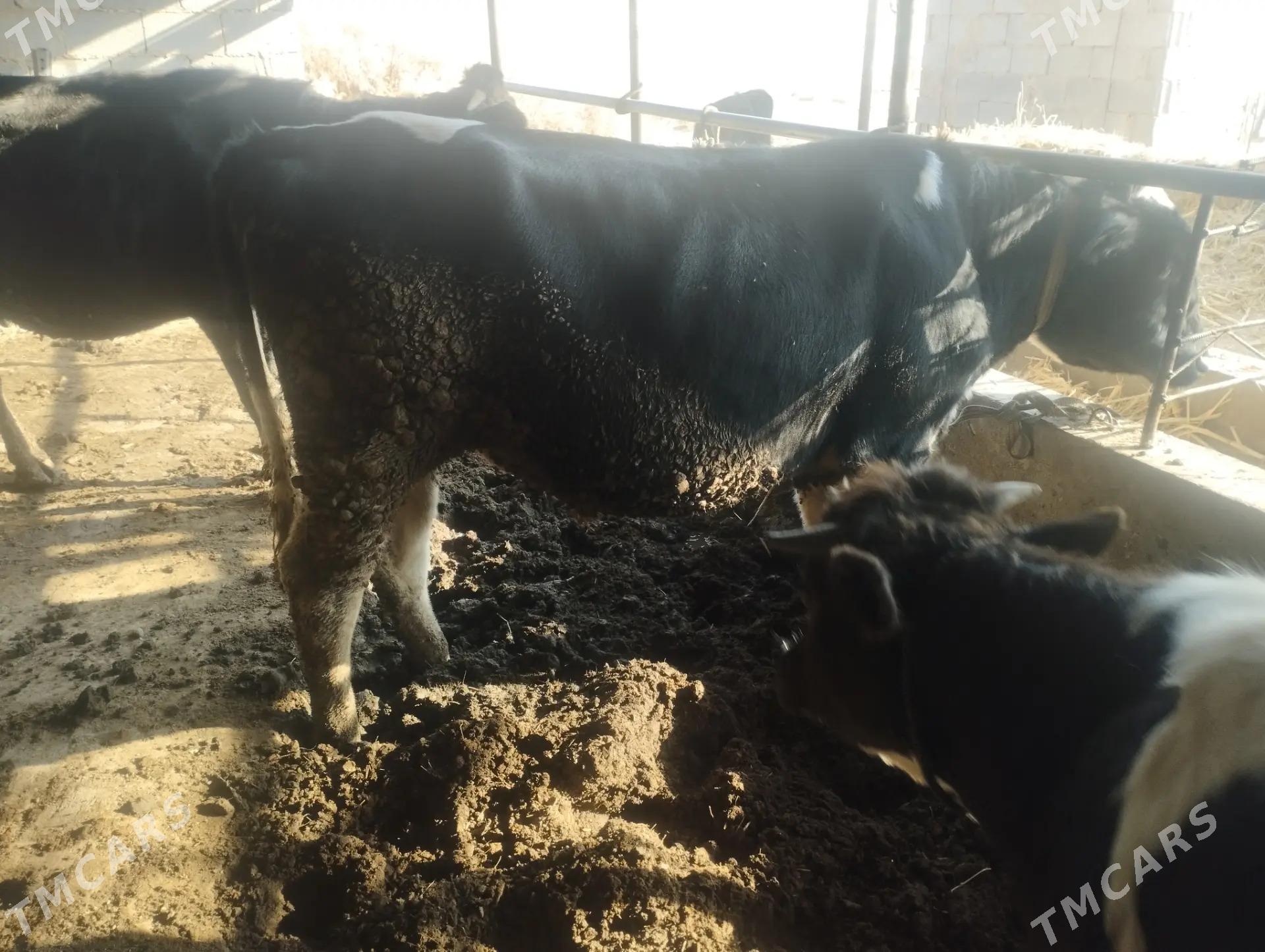 Симентал окуз - Türkmenabat - img 5