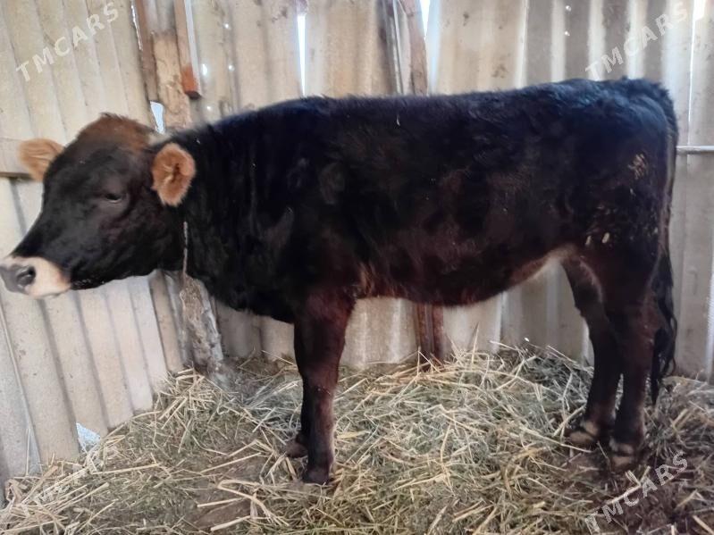 Tüwe - Гёкдепе - img 3