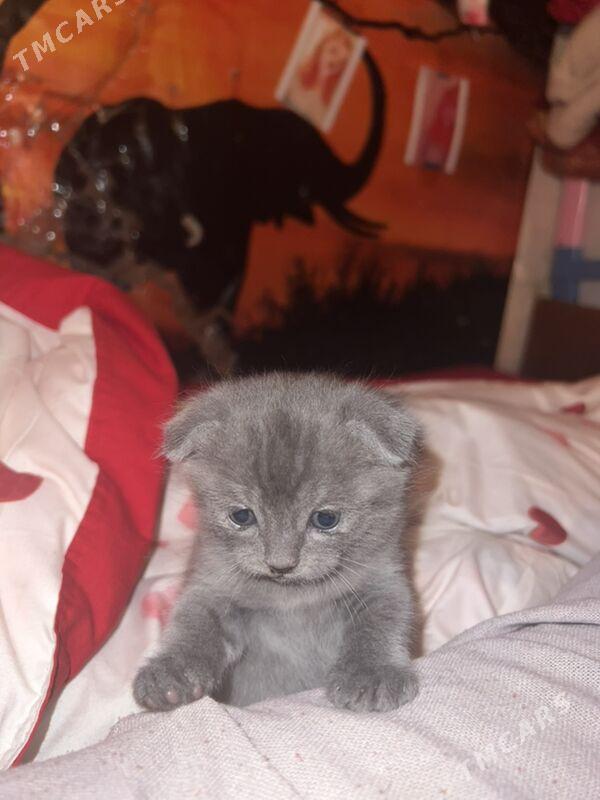 котёнок🥰вислоушка - Бекреве - img 2