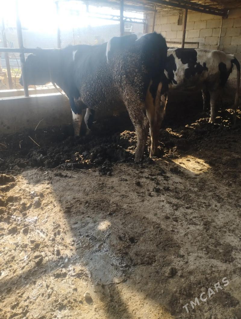 Симентал окуз - Türkmenabat - img 3