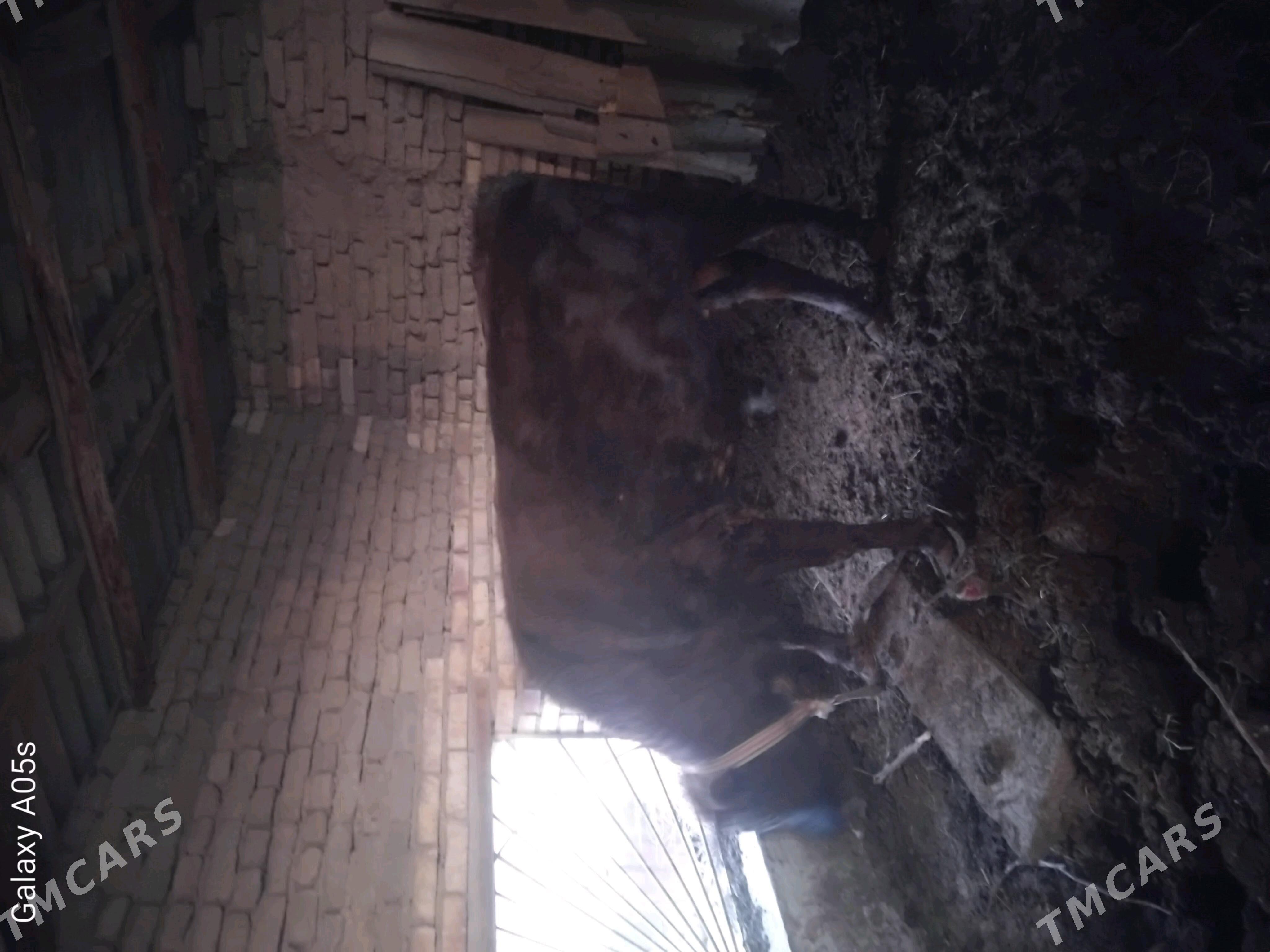 öküz - Мары - img 2