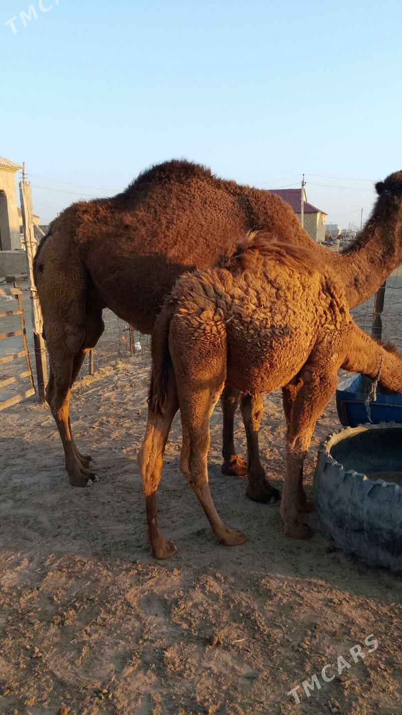 Düýe torumly - Esenguly - img 3