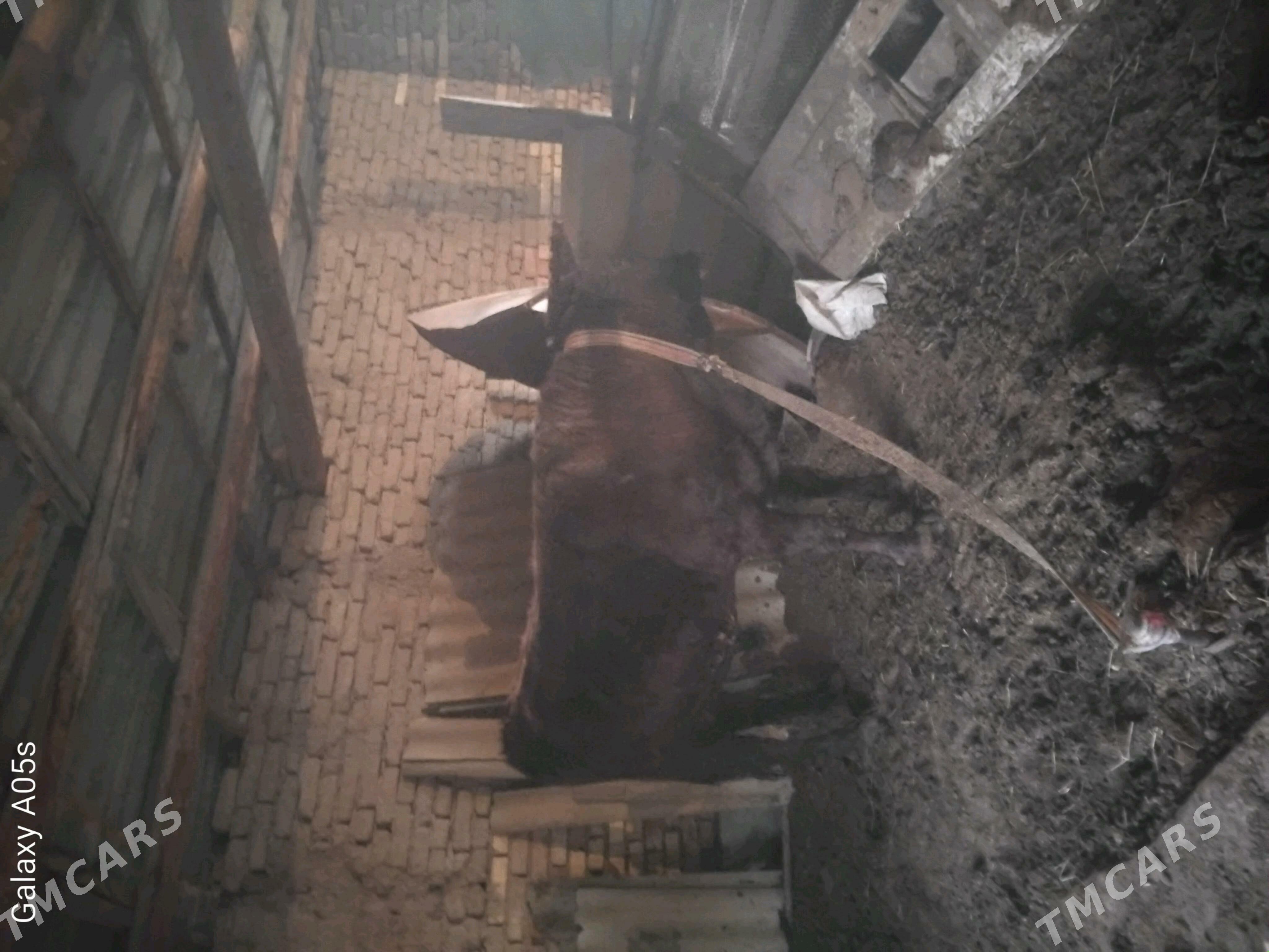 öküz - Мары - img 5