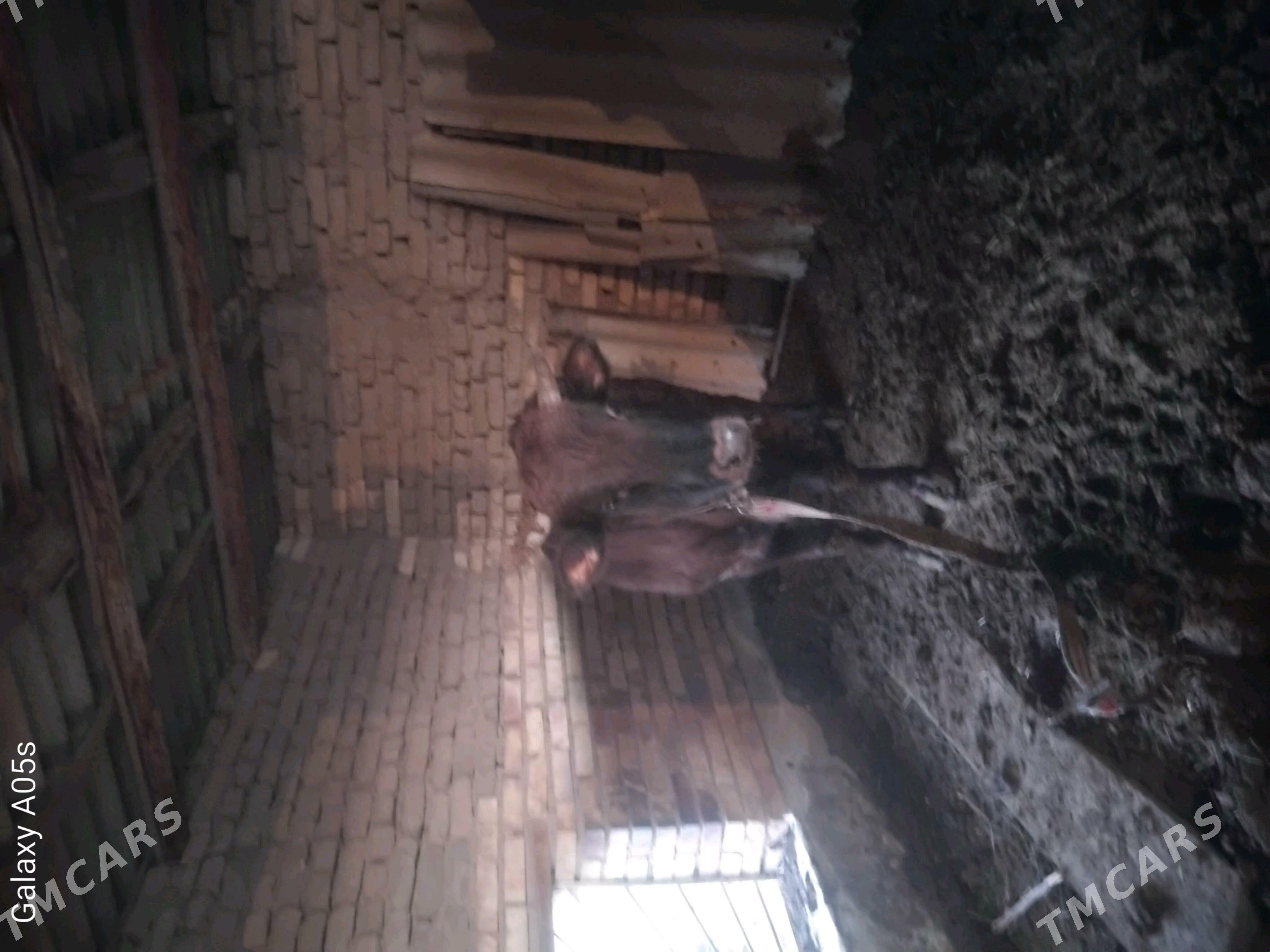 öküz - Мары - img 1