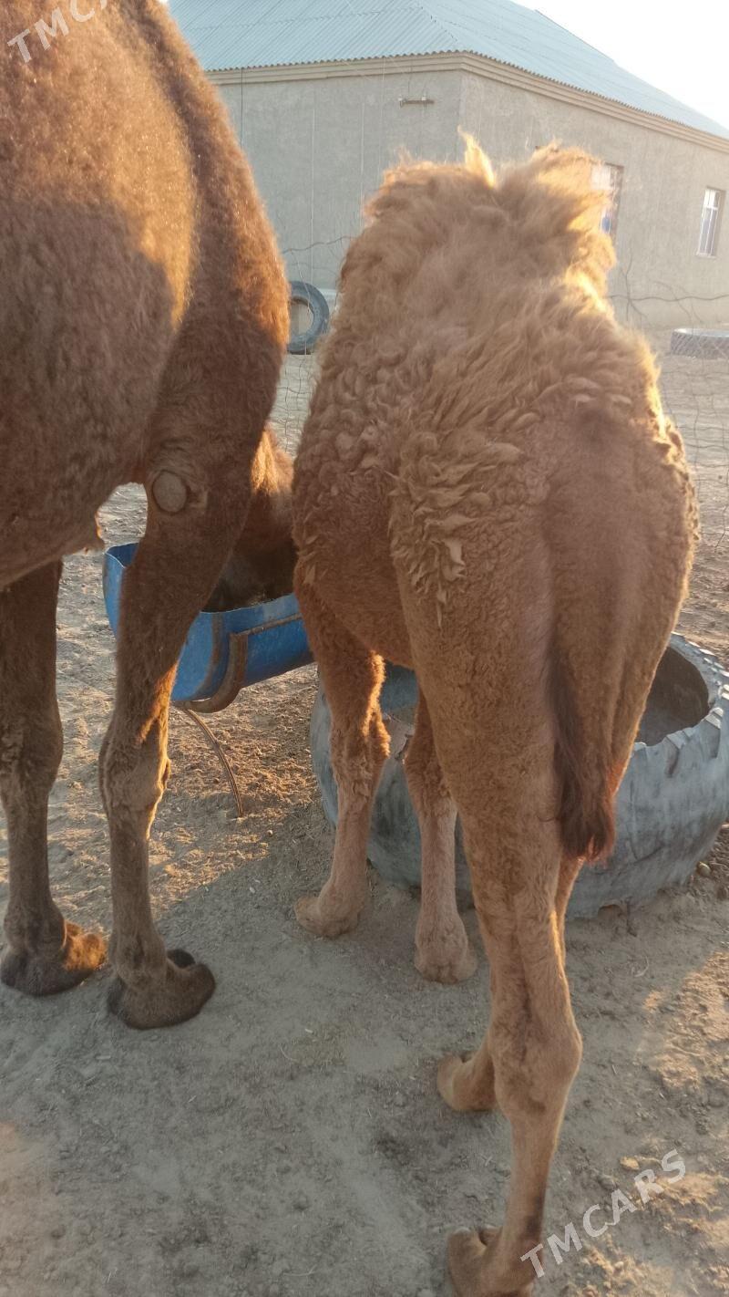 Düýe torumly - Esenguly - img 5