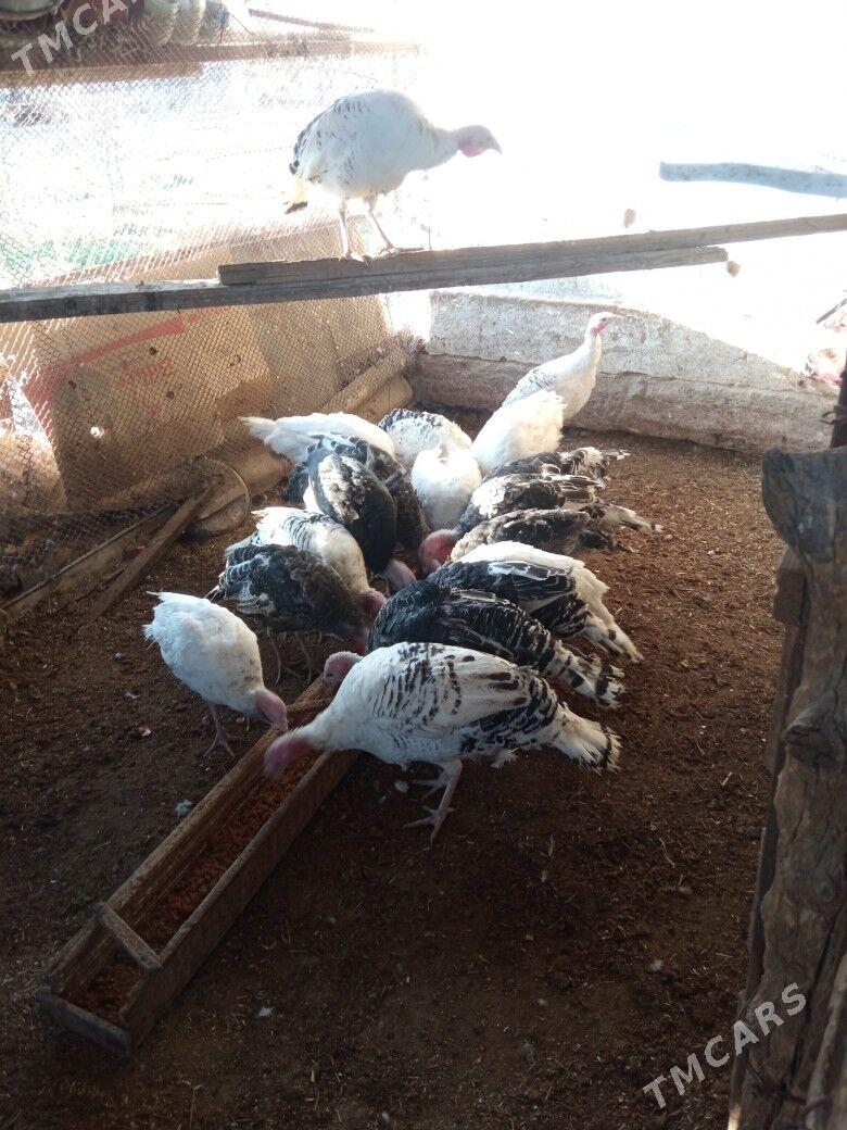 induk - Mary - img 9