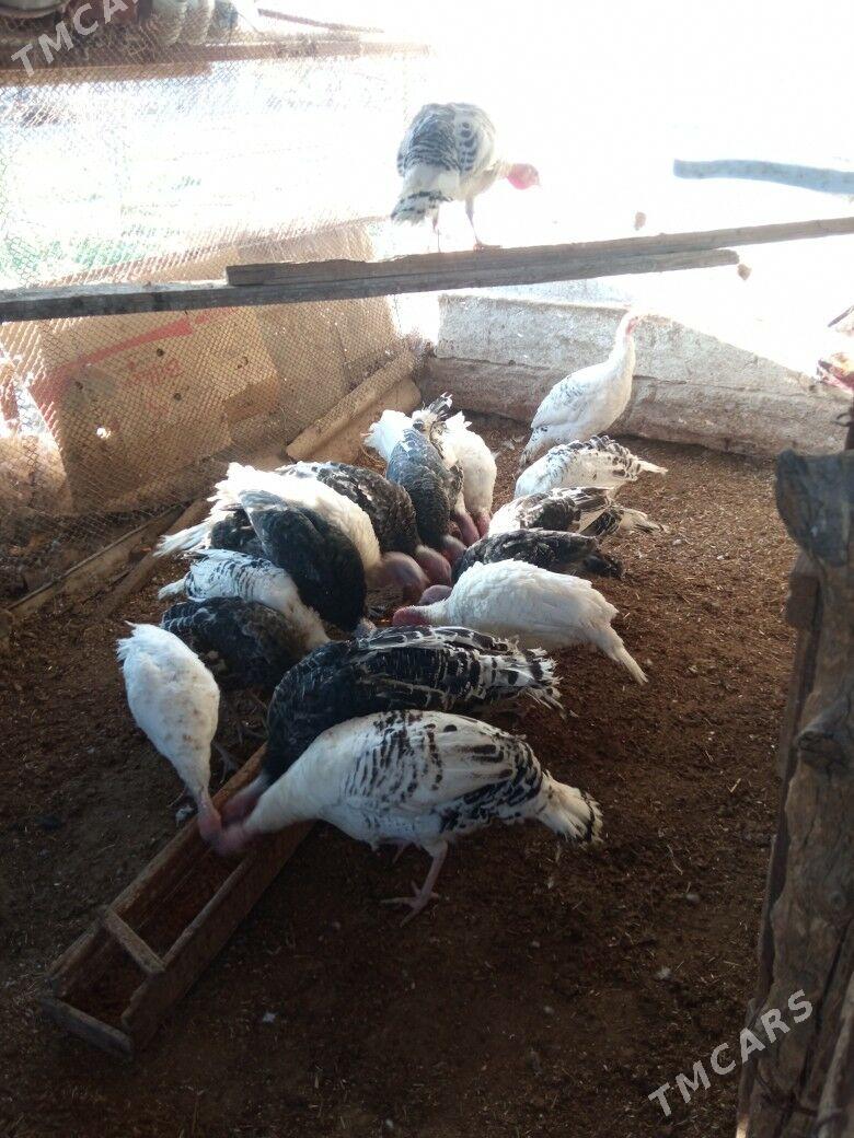 induk - Mary - img 4