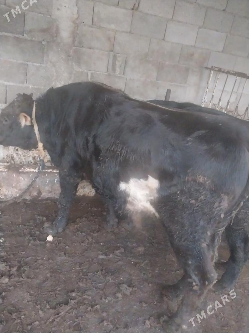 okuz - Şor daça - img 5