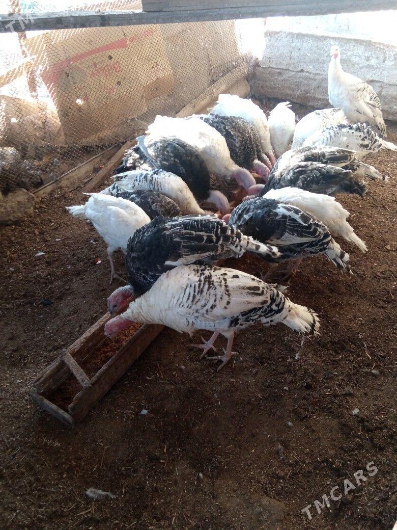 induk - Mary - img 2