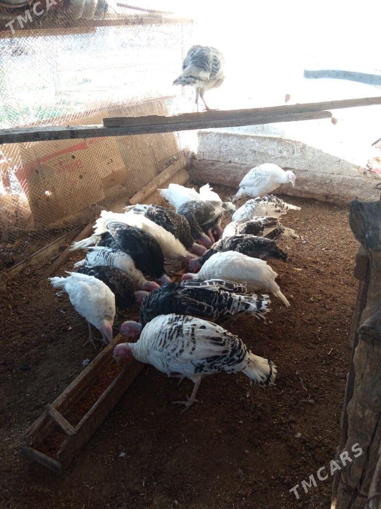 induk - Mary - img 7