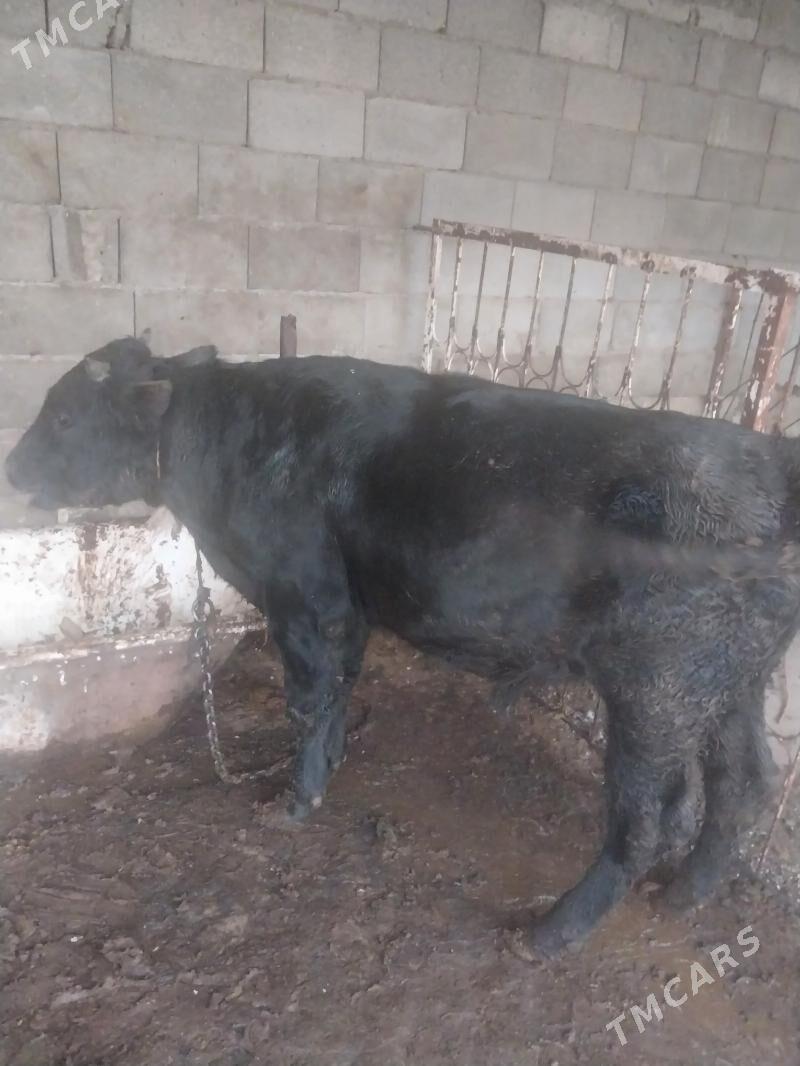 okuz - Şor daça - img 4