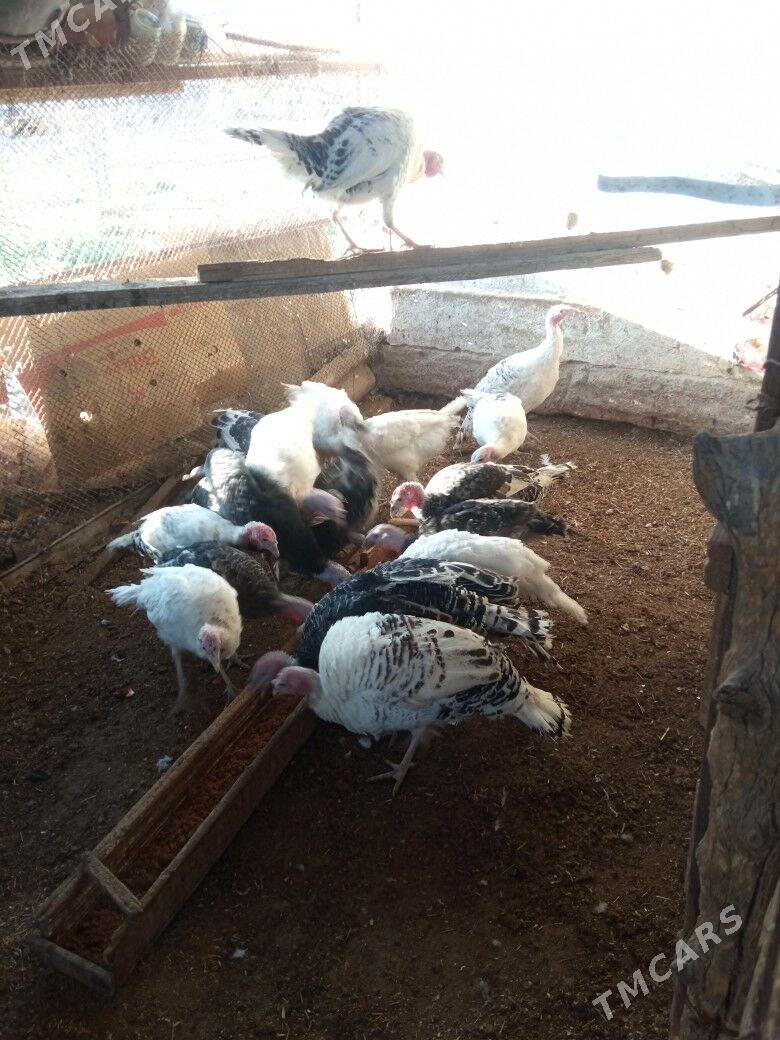 induk - Mary - img 6