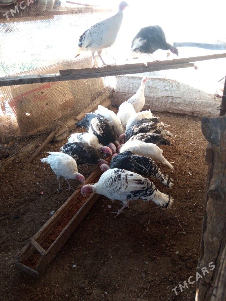 induk - Mary - img 10