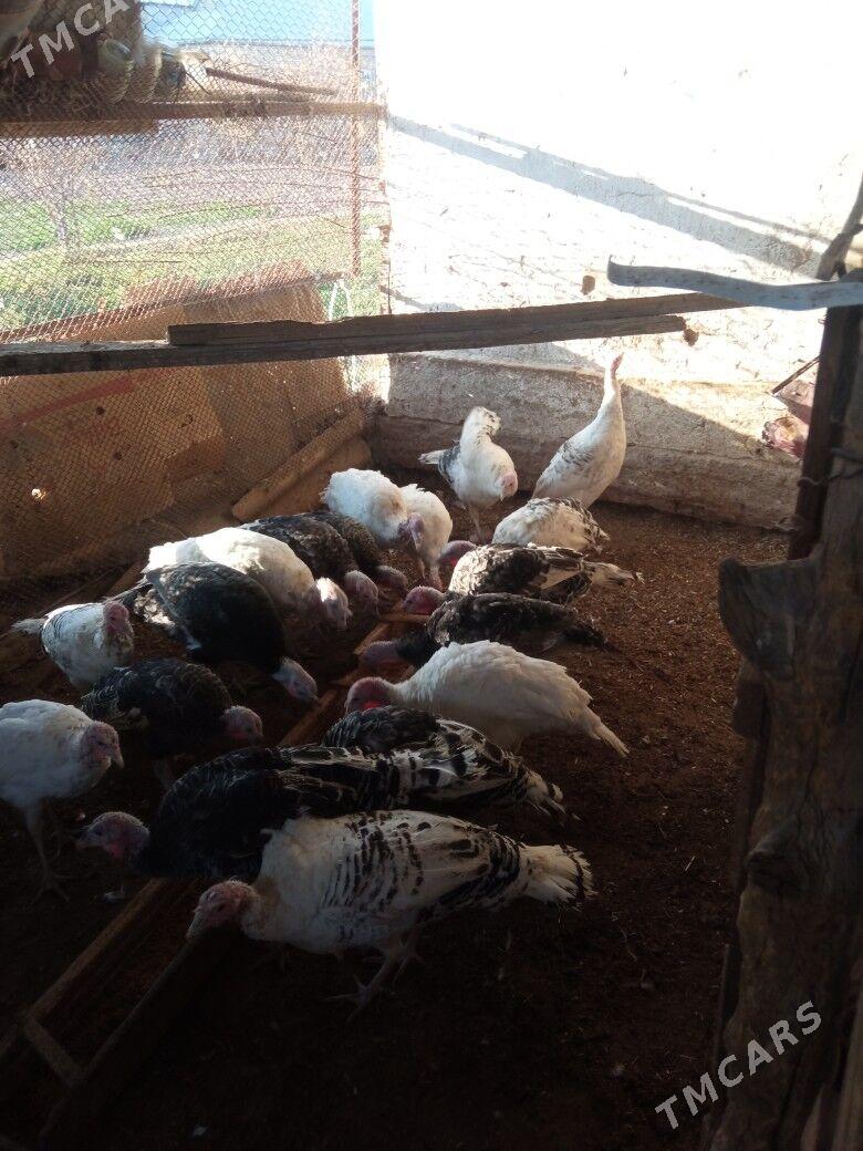 induk - Mary - img 8