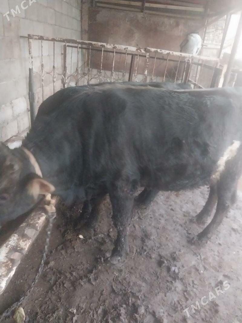 okuz - Şor daça - img 3