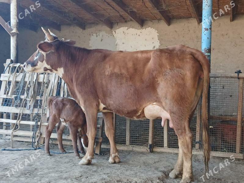 goleli - Векильбазар - img 4