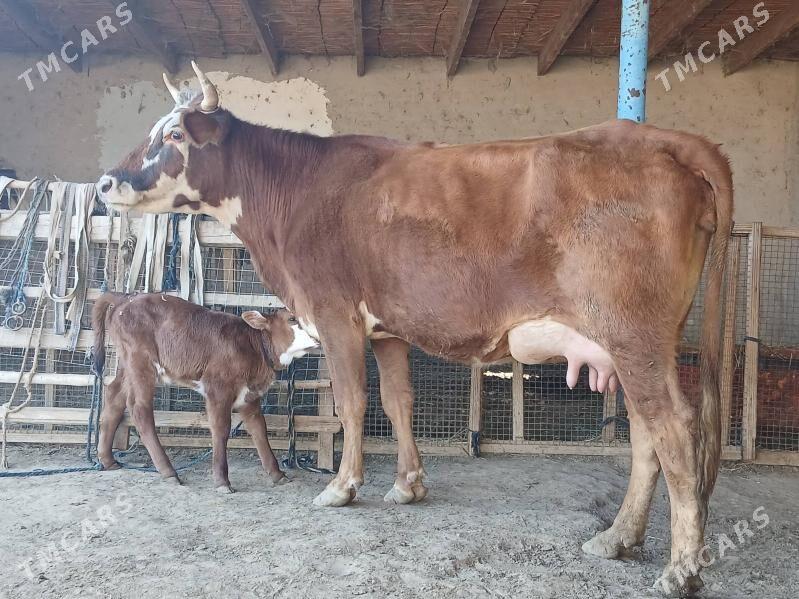 goleli - Векильбазар - img 7