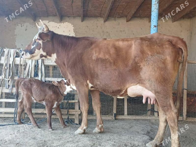 goleli - Векильбазар - img 8