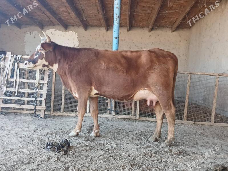 goleli - Векильбазар - img 5