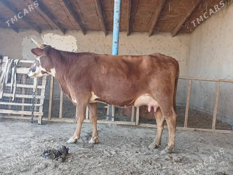 goleli - Векильбазар - img 10