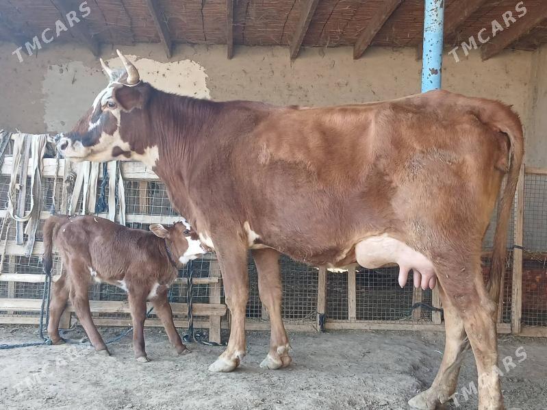 goleli - Векильбазар - img 9