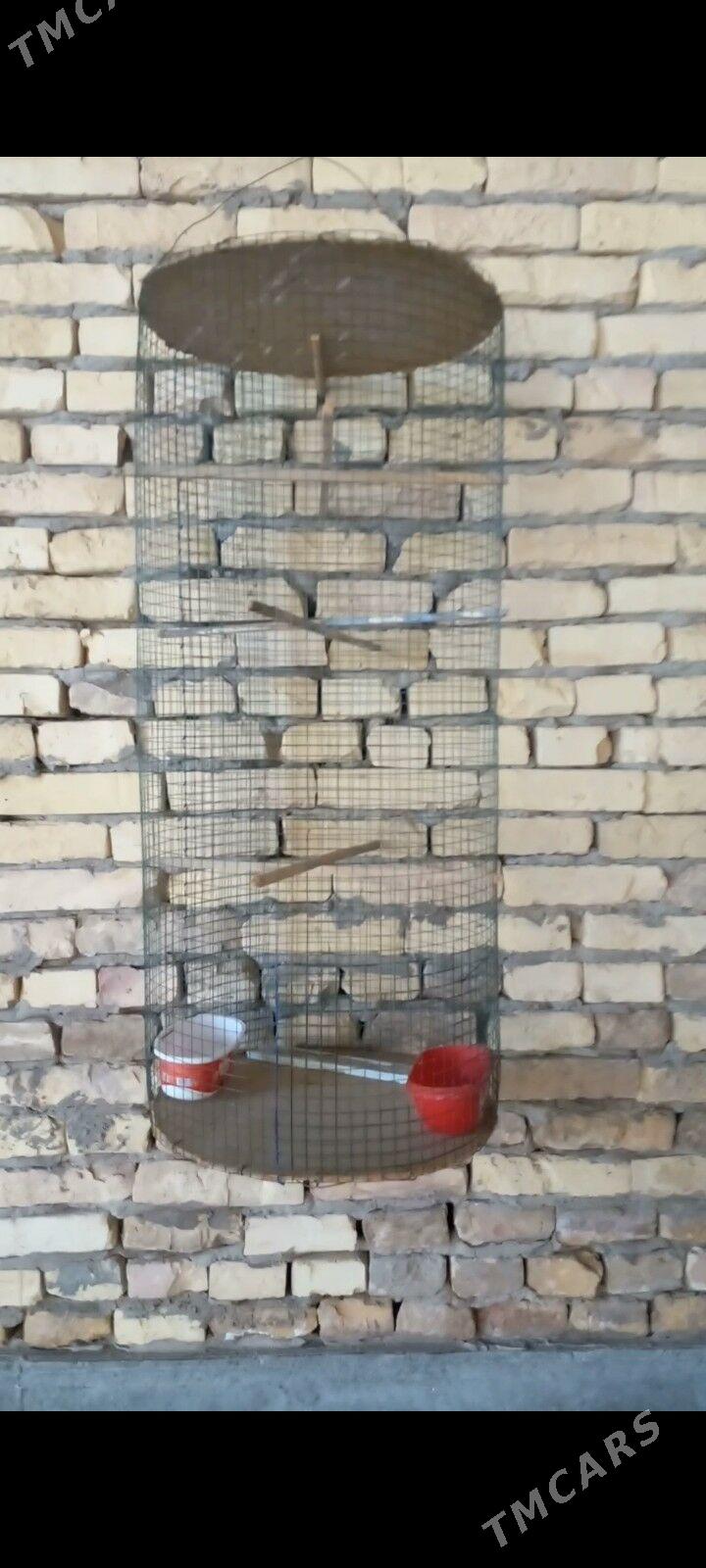 gus ketek - Çärjew - img 2