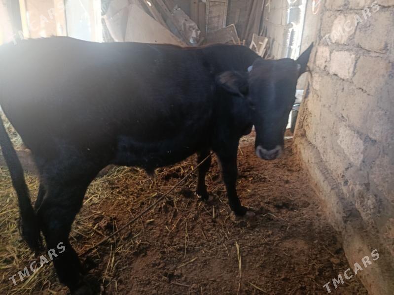 Öküz - Ашхабад - img 2