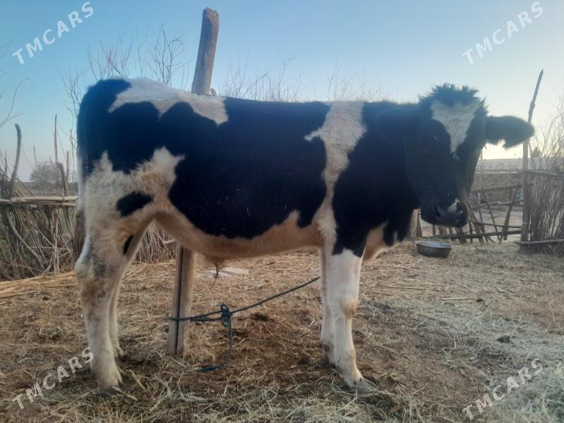 okuz - Гарабекевюл - img 2