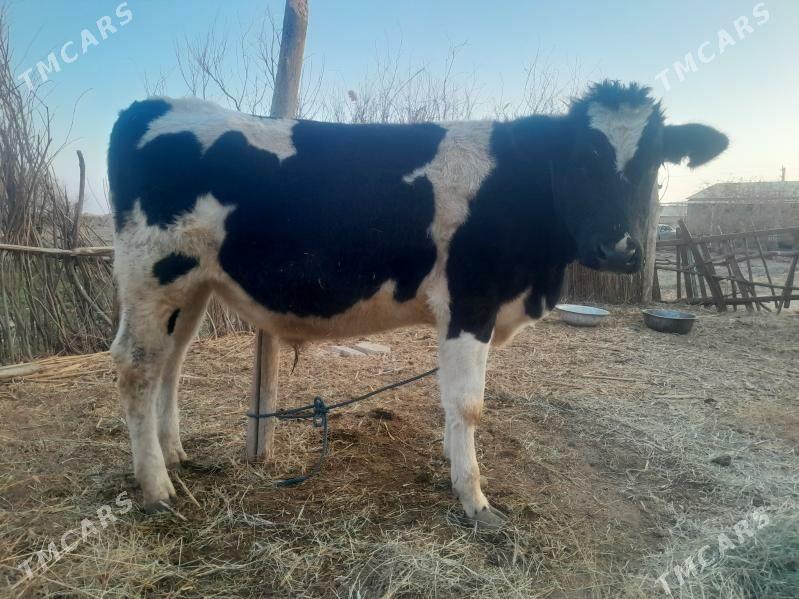 okuz - Гарабекевюл - img 3