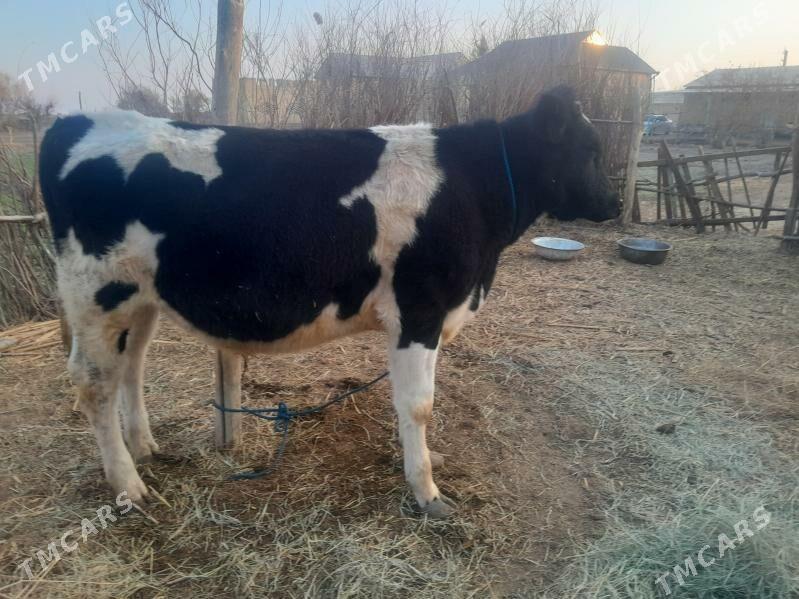 okuz - Гарабекевюл - img 1