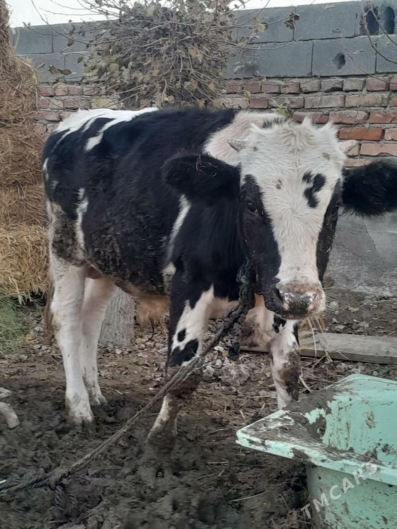 ökùzler - Бахарден - img 2