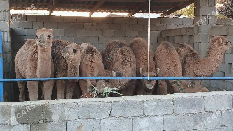 kosek - Herrikgala - img 2