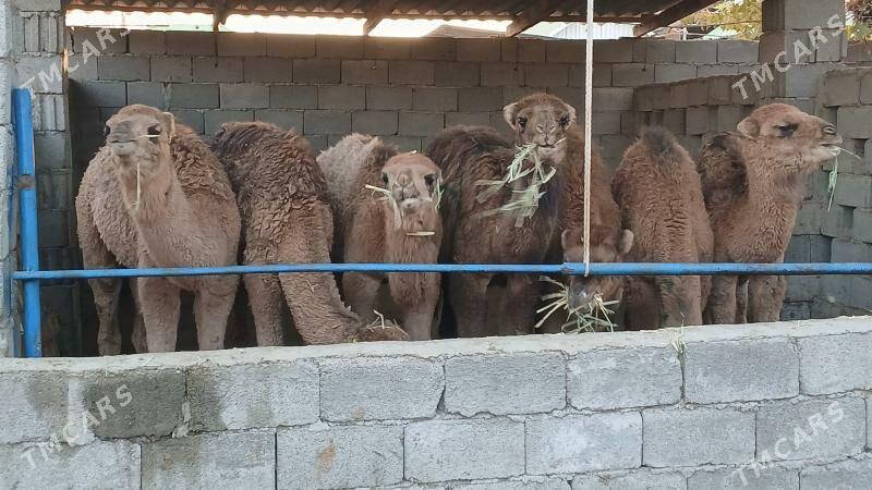 kosek - Herrikgala - img 4